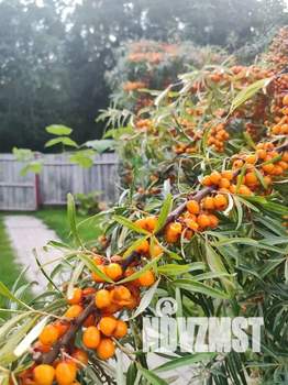 Дом 25м², 1-этажный, посуточно, 